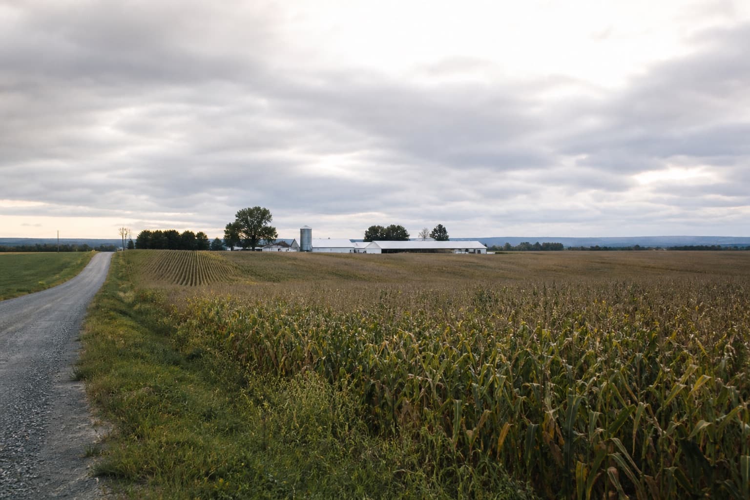 Field crop, Quebec. Autumn sampling window.